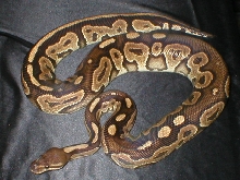 Female Cinn