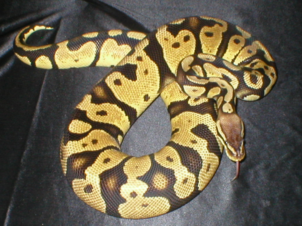 female pastel