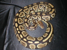 Female Cinn