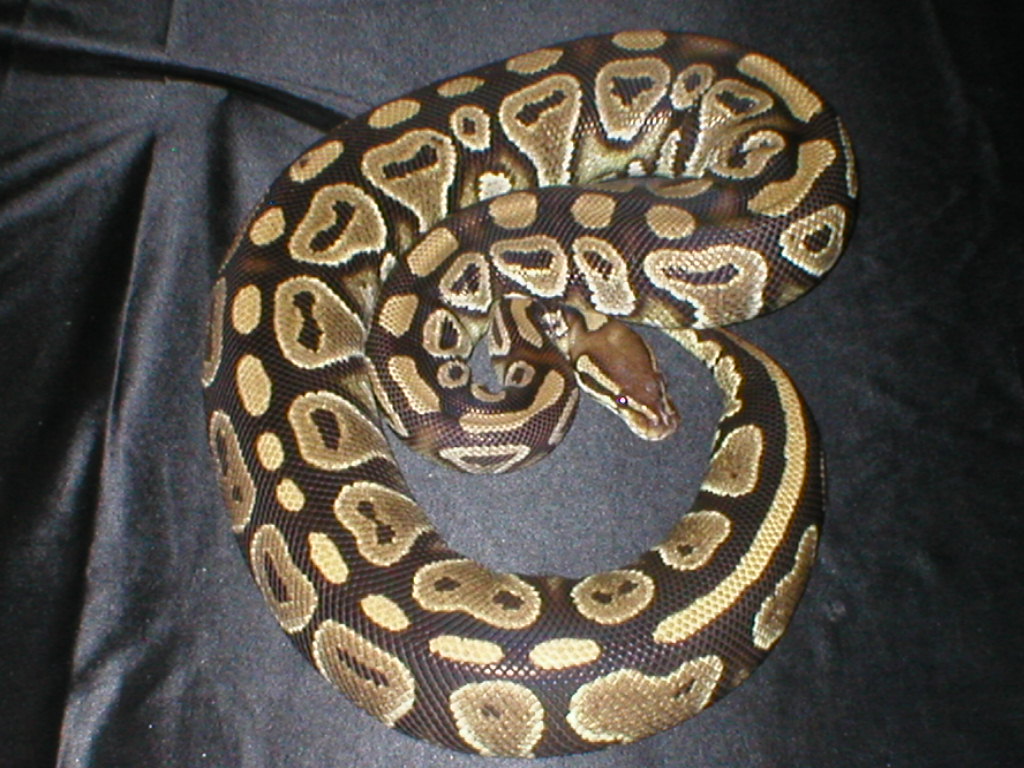 Female Cinn