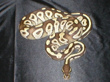 male mojave