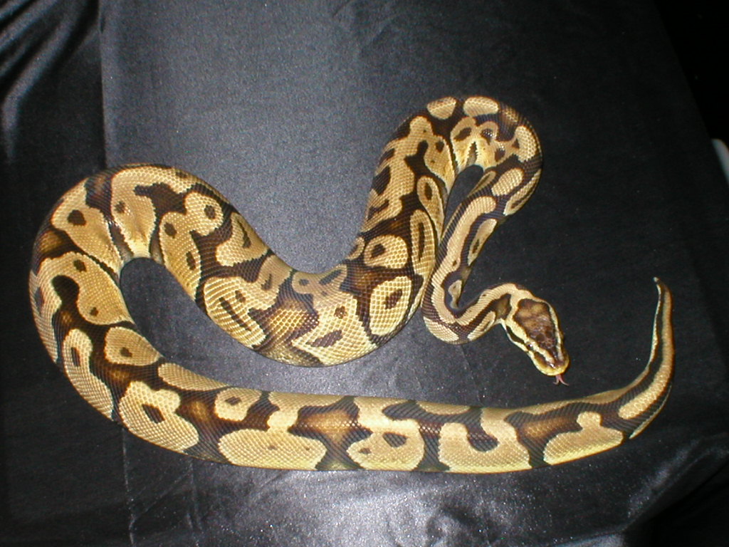 male pastel