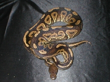 male Cinn