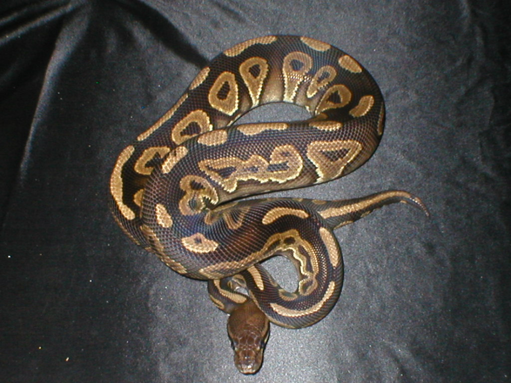 male Cinn