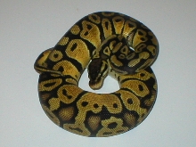 Pastel female