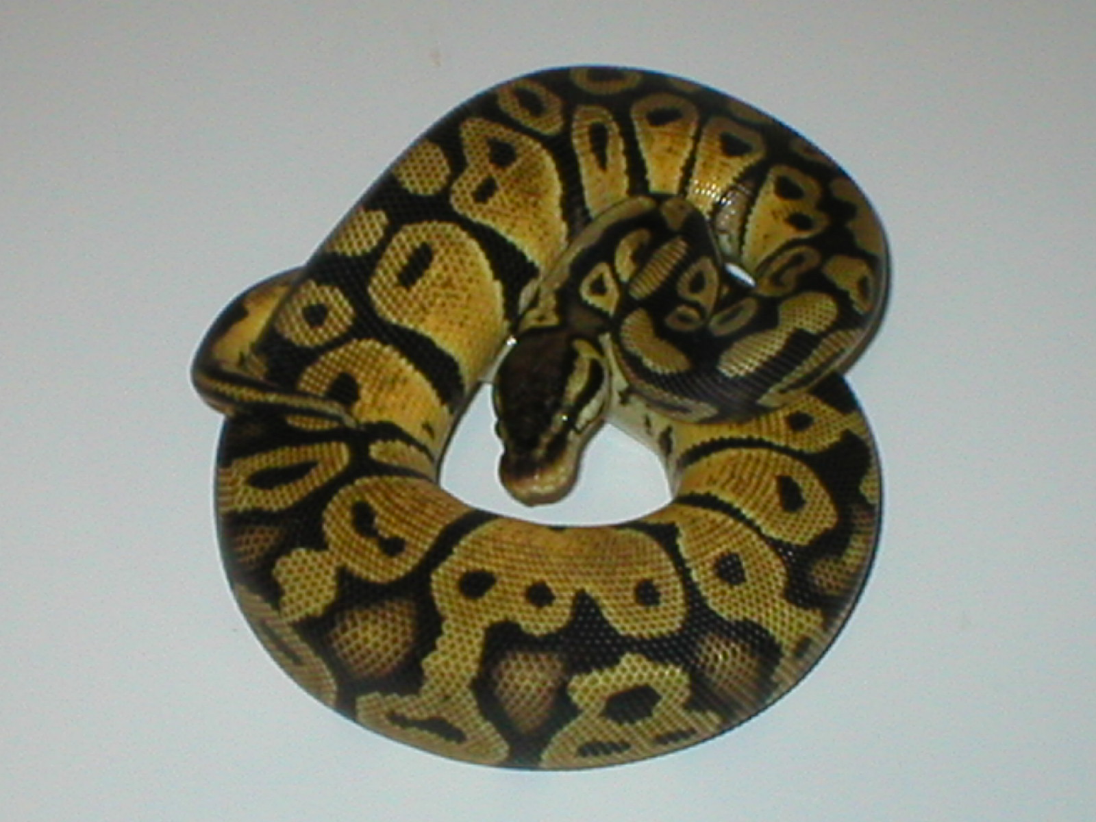 Pastel female