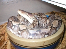 kayuadi