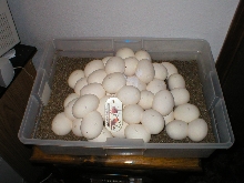EGGS!!!