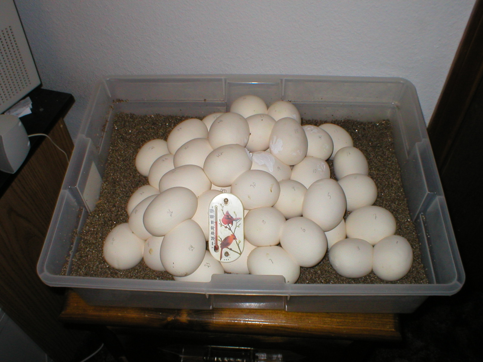 EGGS!!!