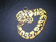 pastel Ball