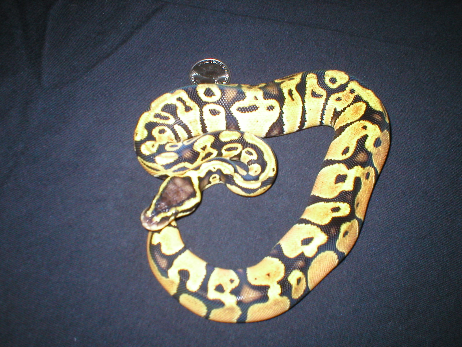 pastel Ball