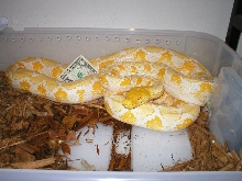 Albino retic, Buttercup
