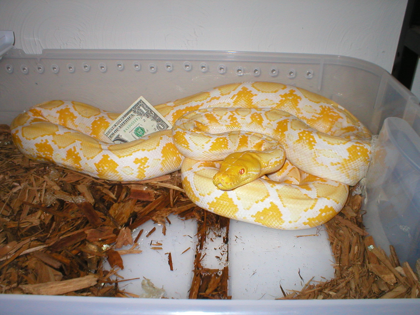 Albino retic, Buttercup