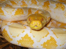 Albino tic lookin' sassy