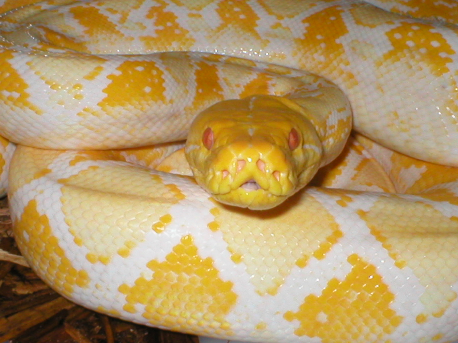 Albino tic lookin' sassy