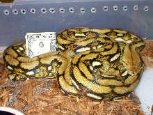 Female 02'het tiger