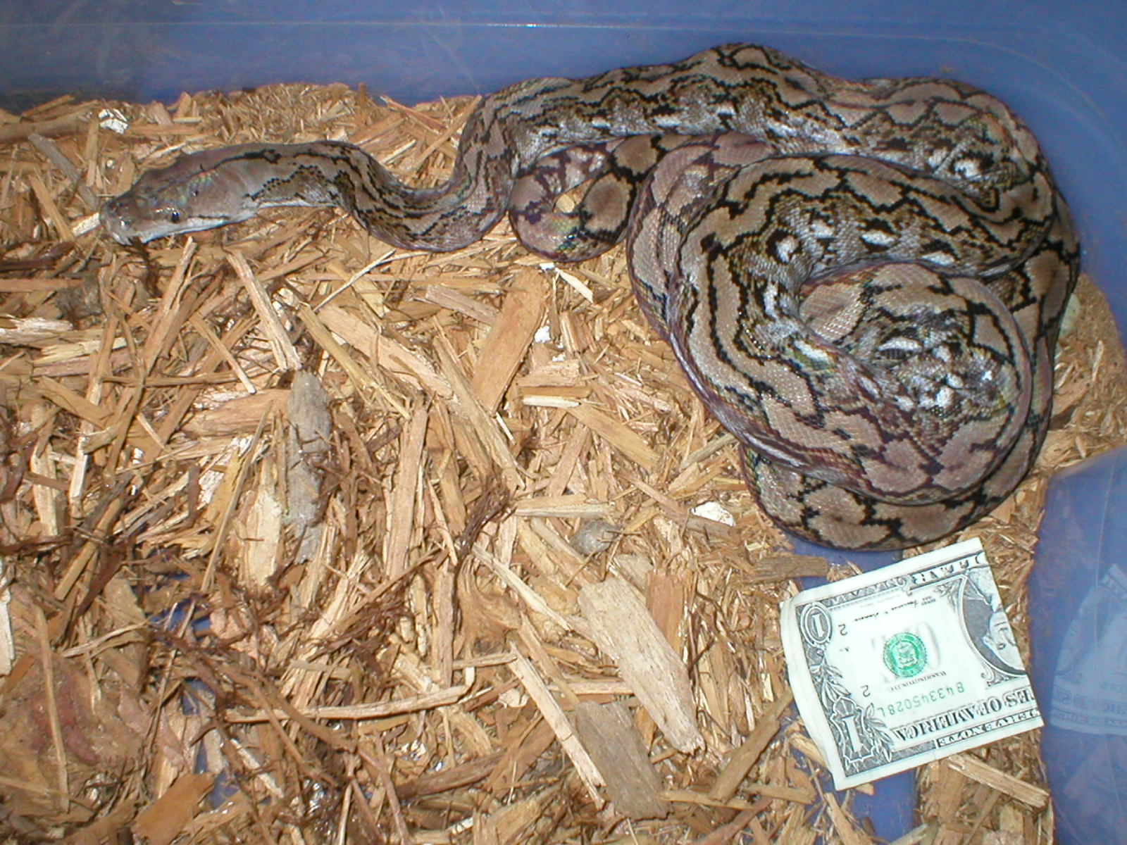 male Kayuadi dwarf #2