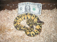 killer pastel male