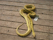 male super