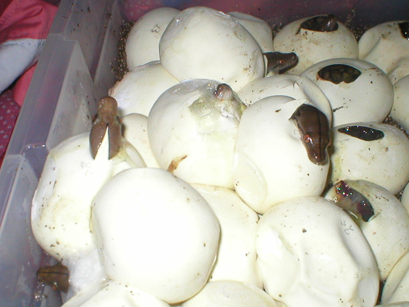 babies!