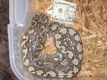kayuadi male