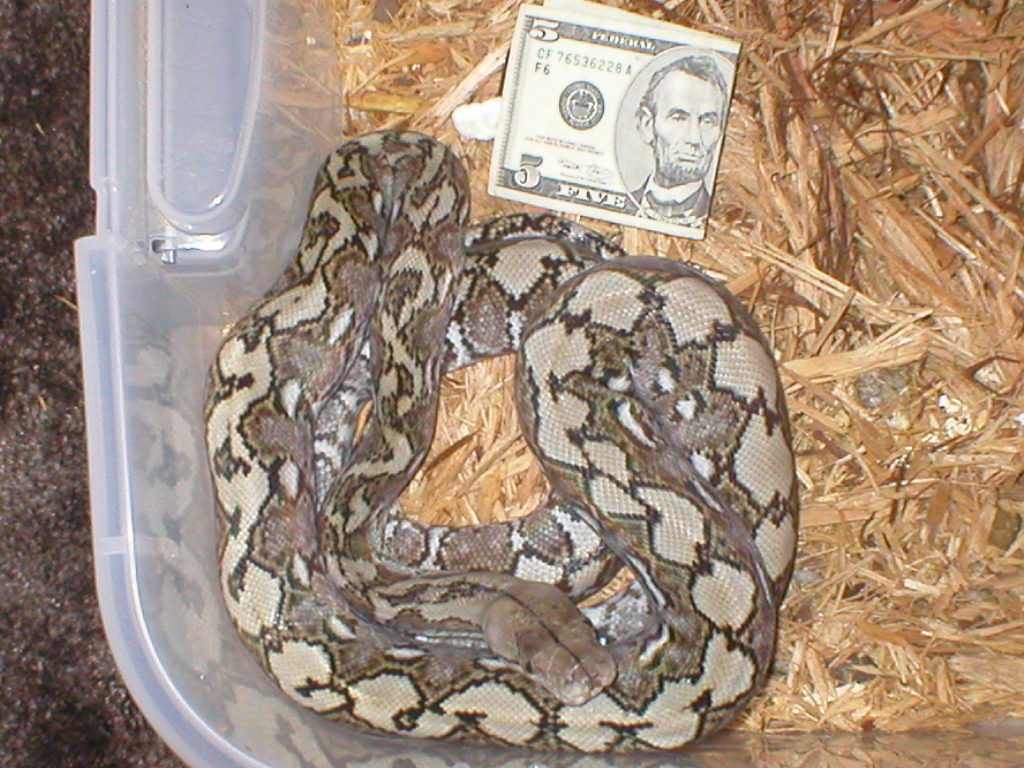 kayuadi male