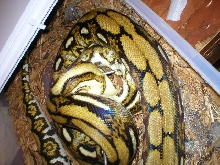 2nd pic