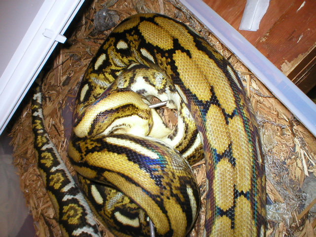 2nd pic