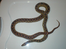 mystery snake