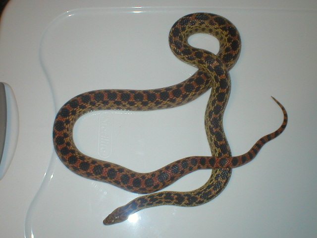 mystery snake