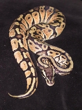 female pastel