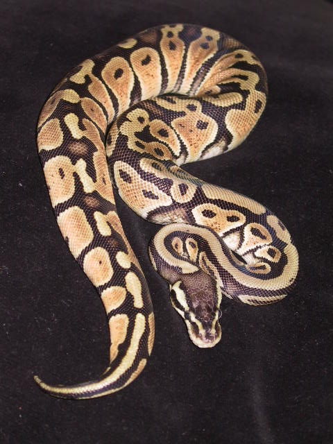 female pastel