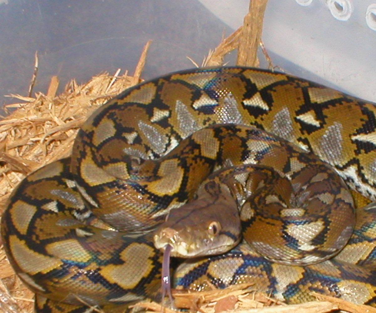 Selayer dwarf