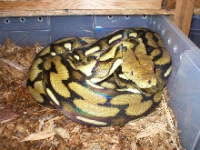 Female het tiger