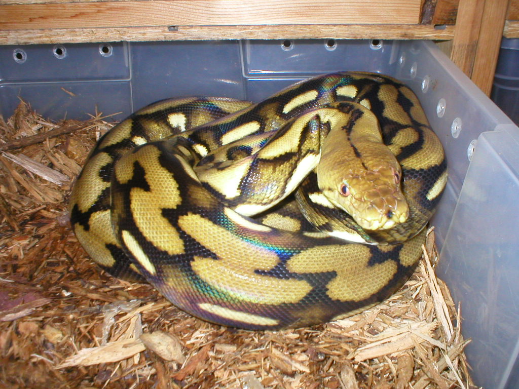 Female het tiger