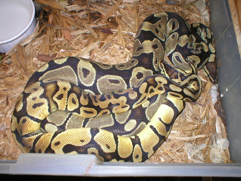 breeding