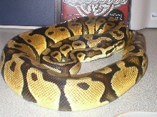 Pastel male