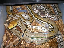 Gen Stripe