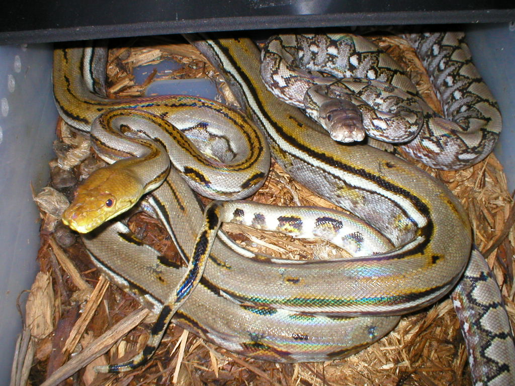 Gen Stripe