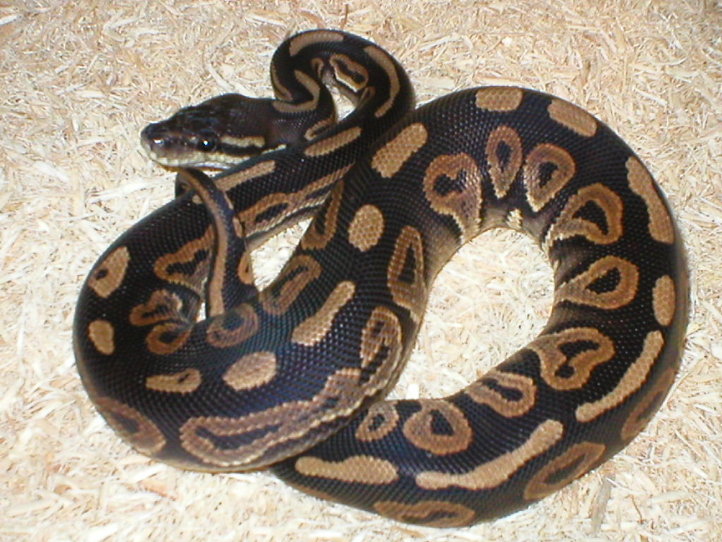 Cinny