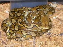 Selayer dwarf