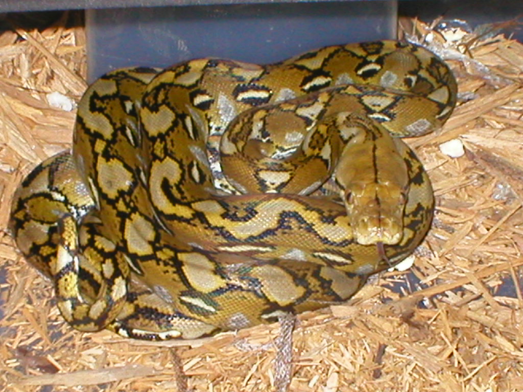 Selayer dwarf