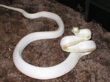 Leucistic Texas ratsnake