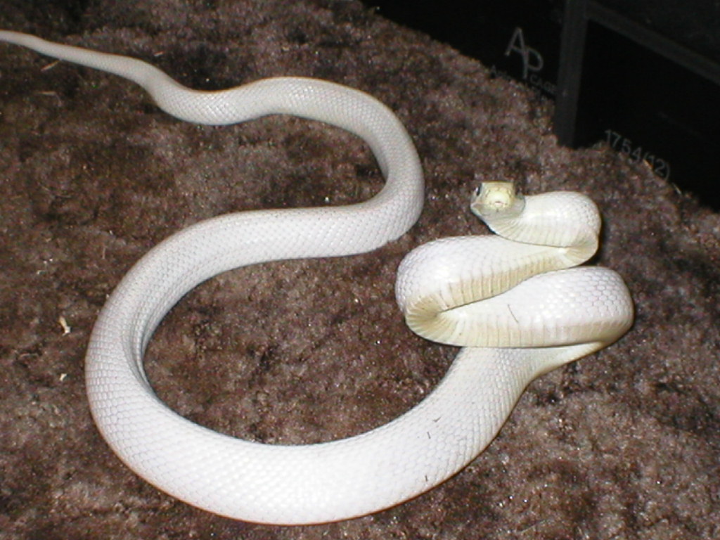 Leucistic Texas ratsnake