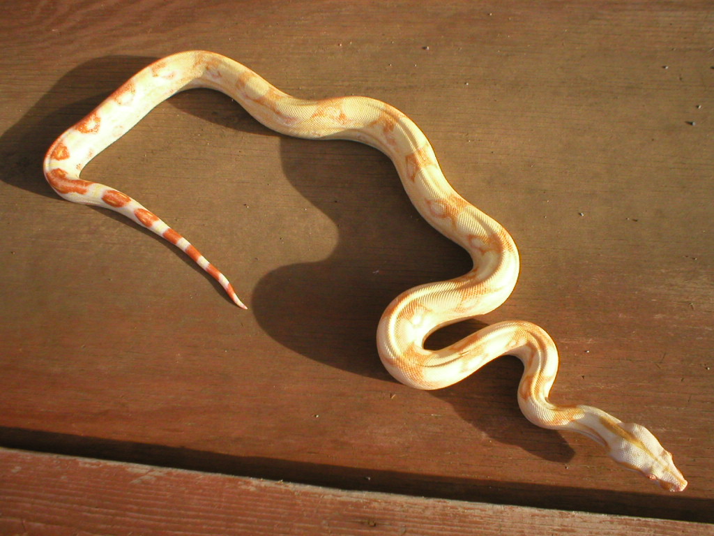 sharp female