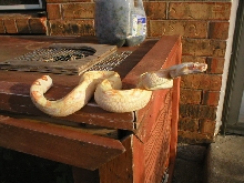 sharp female