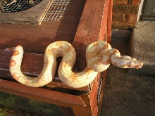 sharp female