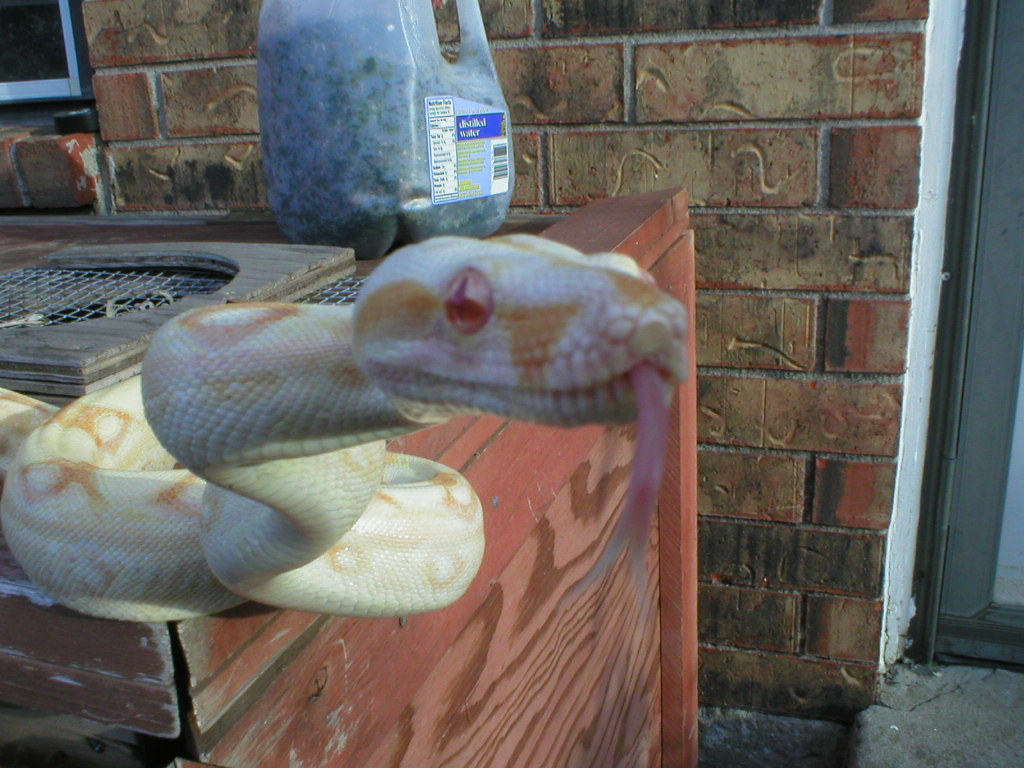 sharp female