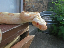 sharp female