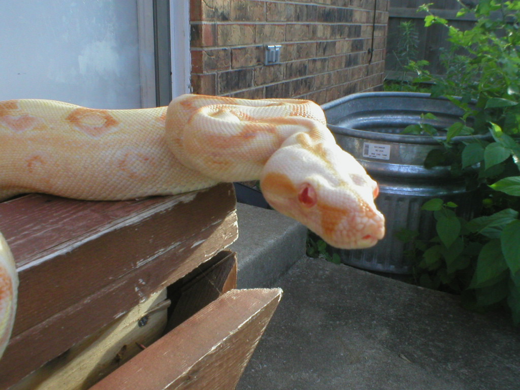 sharp female